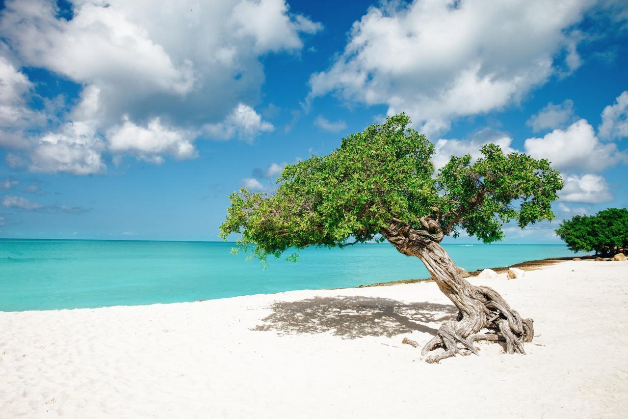 Marriott'S Aruba Surf Club Otel Palm Beach Dış mekan fotoğraf